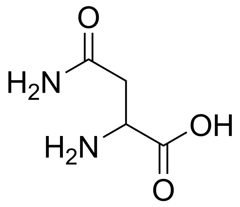 Asparaginezuur bij Fitem