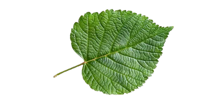 Morus alba bij Fitem