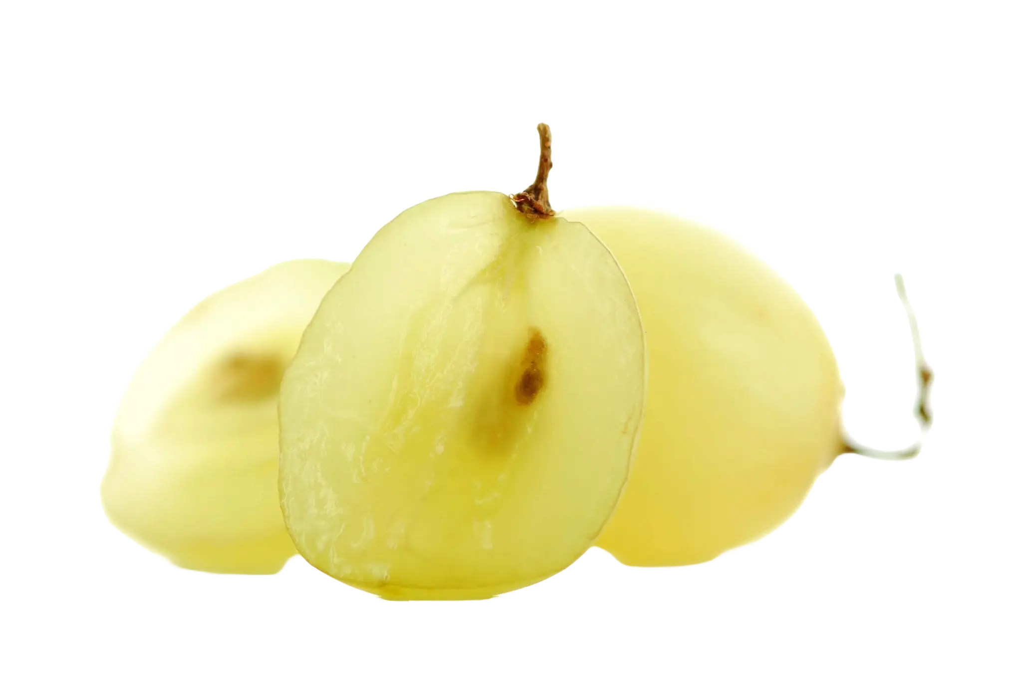 Vitis vinifera bij Fitem